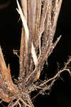 Calcium-hating sedge